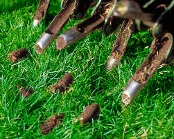 core aeration plugs of grass
