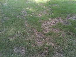 insect damage to lawn