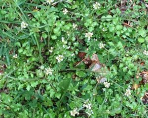 spring weeds hairy bittercres