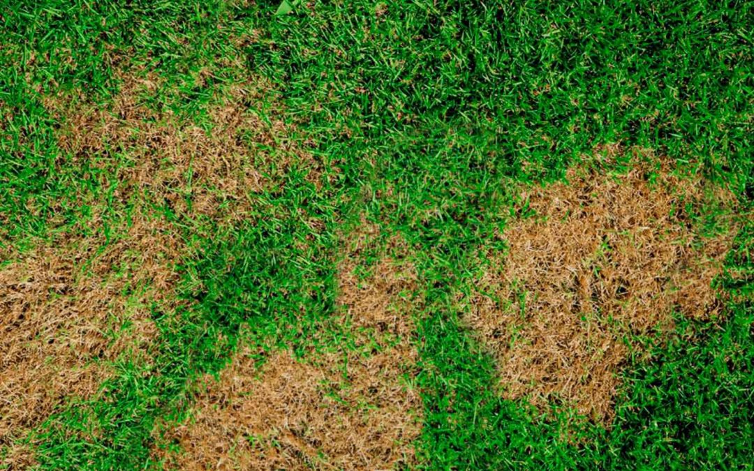 Lawn Fungus Season Is Here: What Homeowners Need to Know