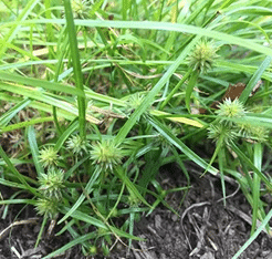 Professional Garden Worker Trimming Decorative Trees Inside Large and Beautiful Mature Residential Garden.