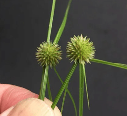Mowed green frontyard grass before residential suburban house.