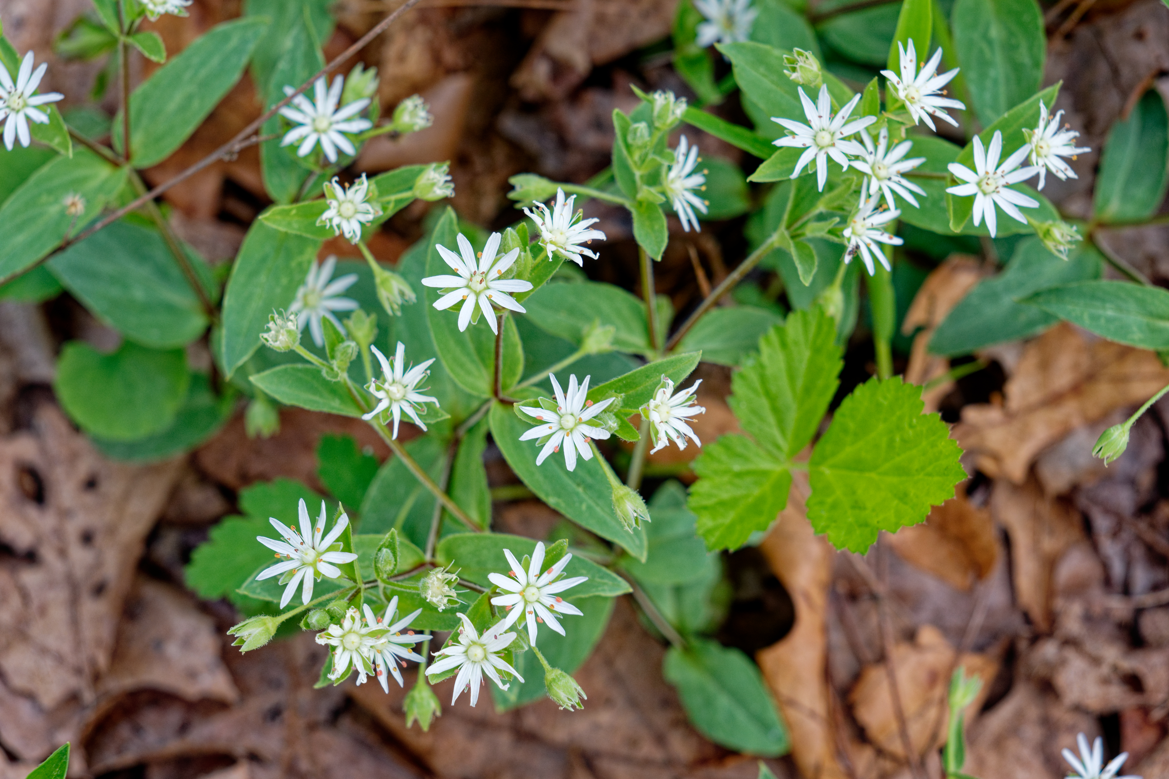 Chickweed is an early spring weed in New Jersey