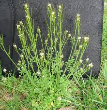 Hairy bittercress weed in New Jersey lawn