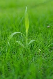 crabgrass in young grass, spring lawn seeding in New Jersey