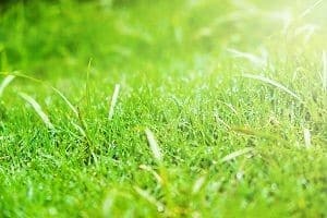 weeds in young grass