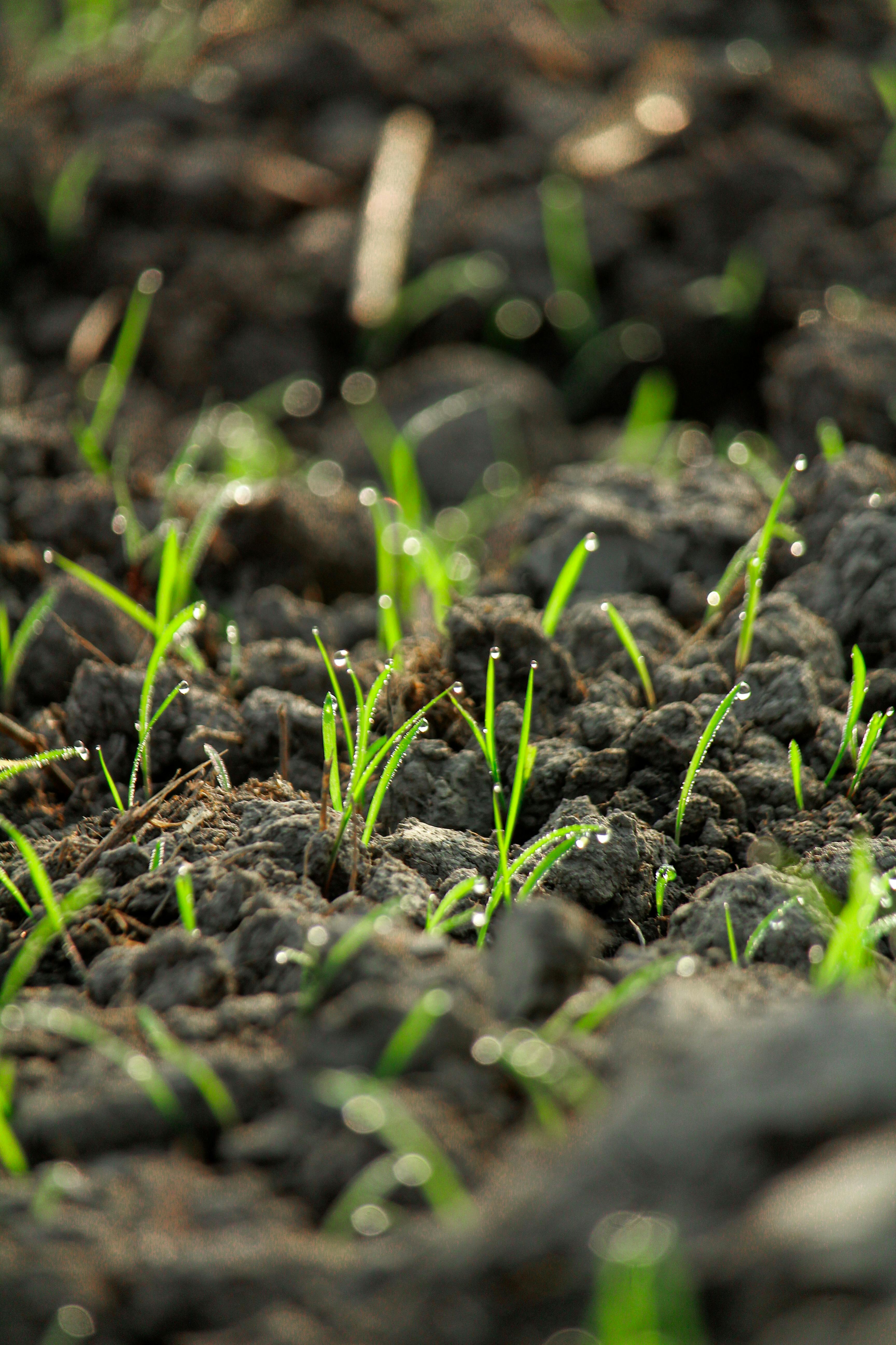 Why We Don’t Recommend Spring Seeding in New Jersey