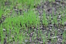 young grass, spring seeding in New Jersey