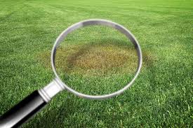Lawn fungus applications