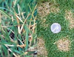 Lawn fungicide applications  - dollar spot