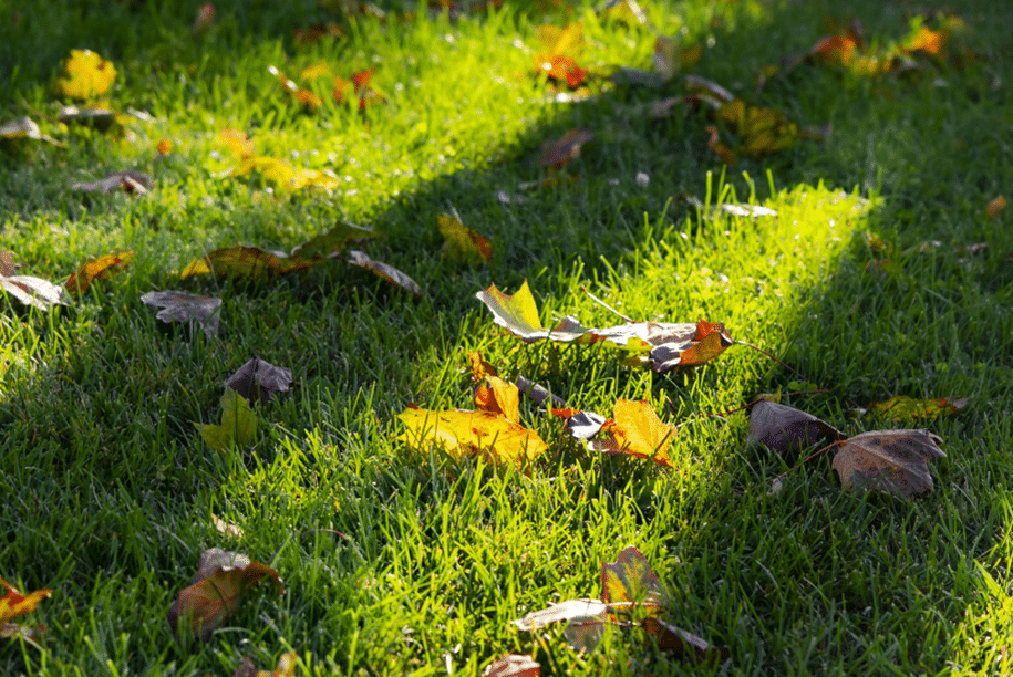 Lawn still needs sunlight in the Fall