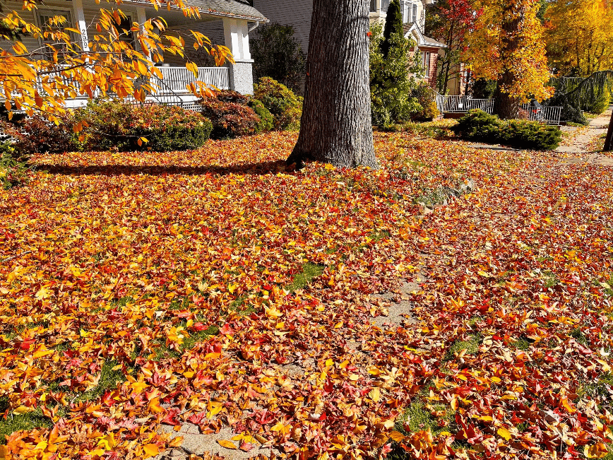 Too many leaves on lawn will smother the grass