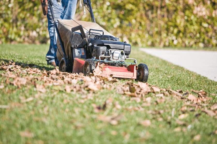 Mow leaves instead of raking