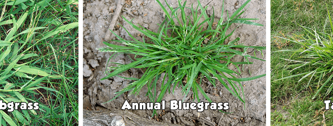 April is too early for crabgrass in New Jersey