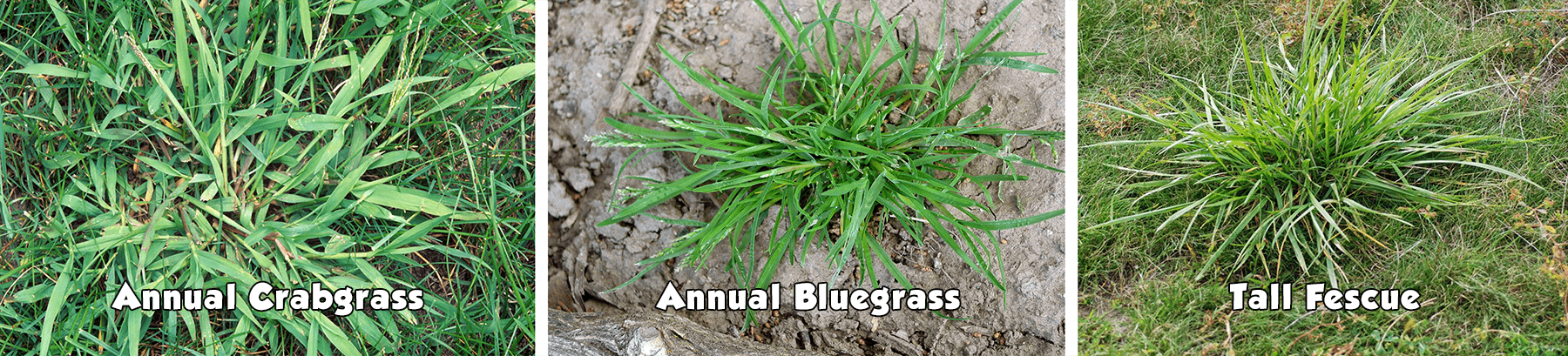 Crabgrass Tall Fescue And Bluegrass Image 