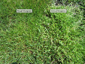poa annual and rough
