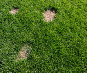 insect damage in lawns