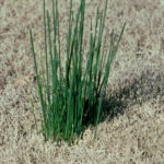 spring weeds onion grass